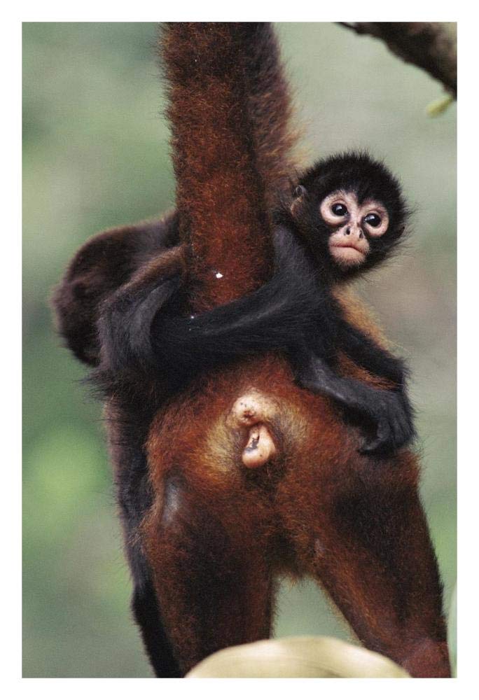 Black-handed Spider Monkey mother and young, Barro Colorado Island, Panama-Paper Art-22x32”