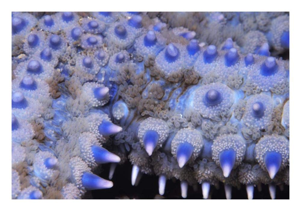 Spiny Starfish close up detail of spines, United Kingdom-Paper Art-26x18”