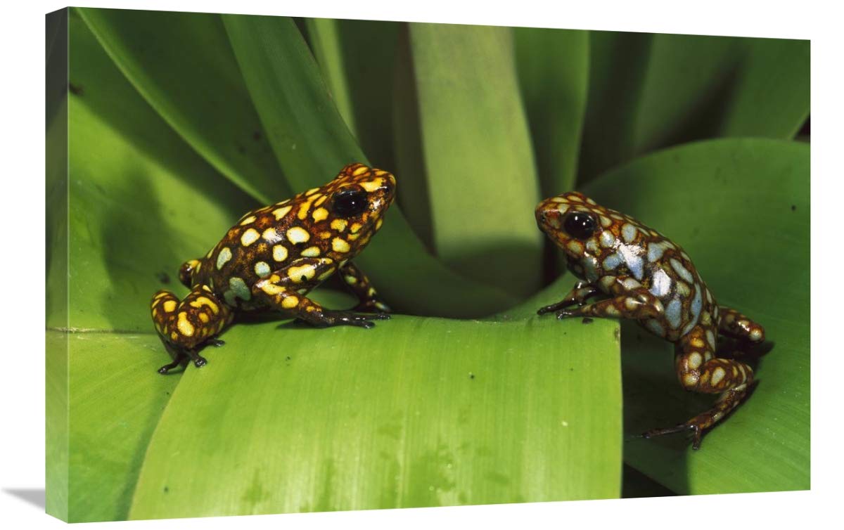 Splendid Poison Dart Frogs, Choco Rainforest, Esmeraldas Province,  Ecuador-Canvas Art-30x20”