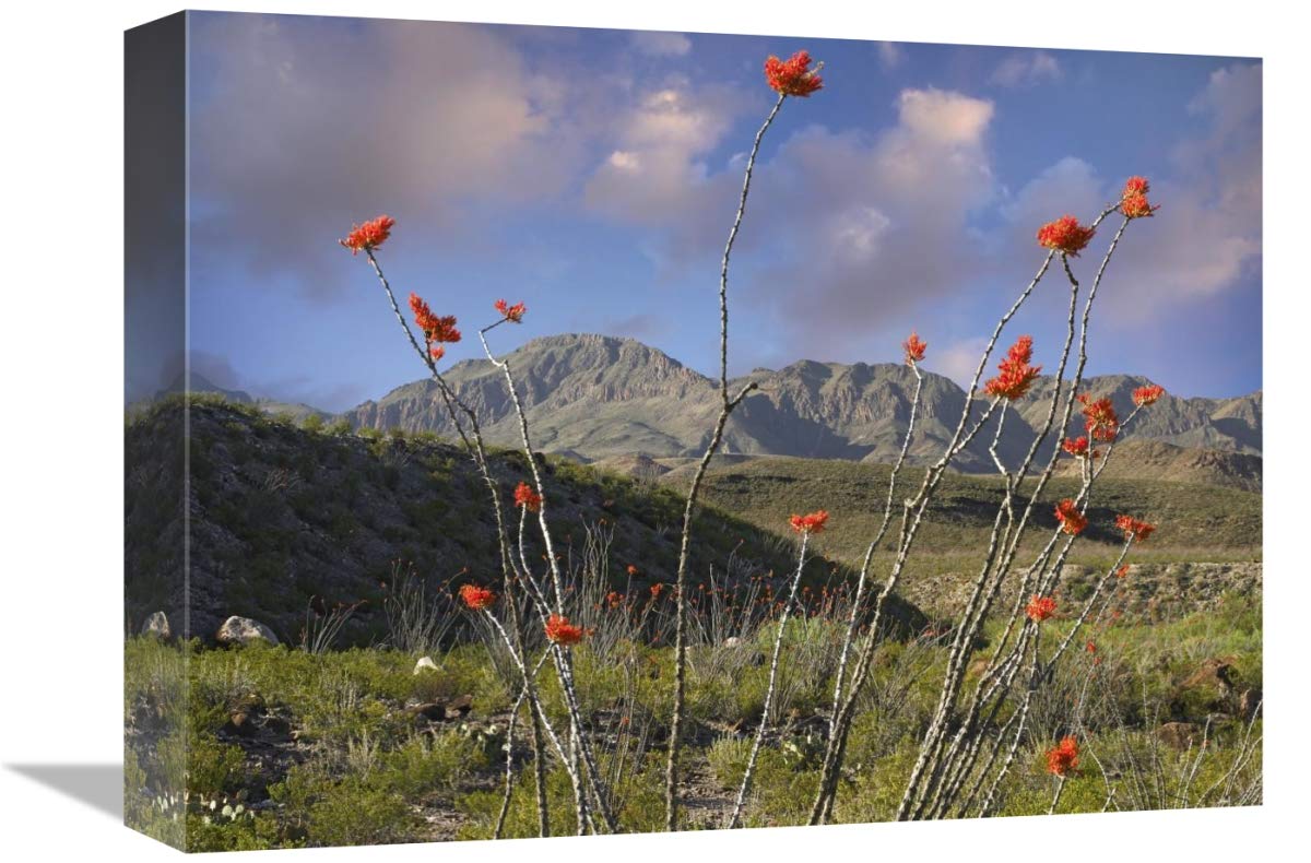 Ocotillo Big Bend Ranch State Park, Chihuahuan Desert, Texas-Canvas Art-16x12”