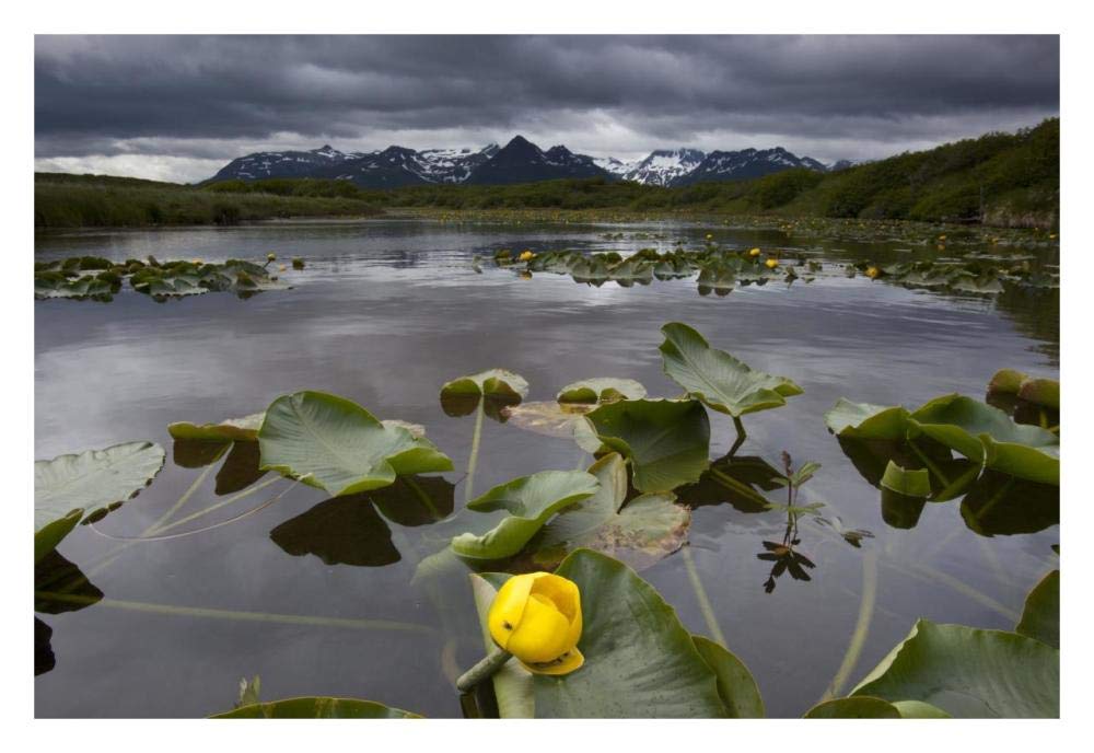 European Yellow Pondlily on pond with overcast sky, Katmai National Park, Alaska-Paper Art-32x22”
