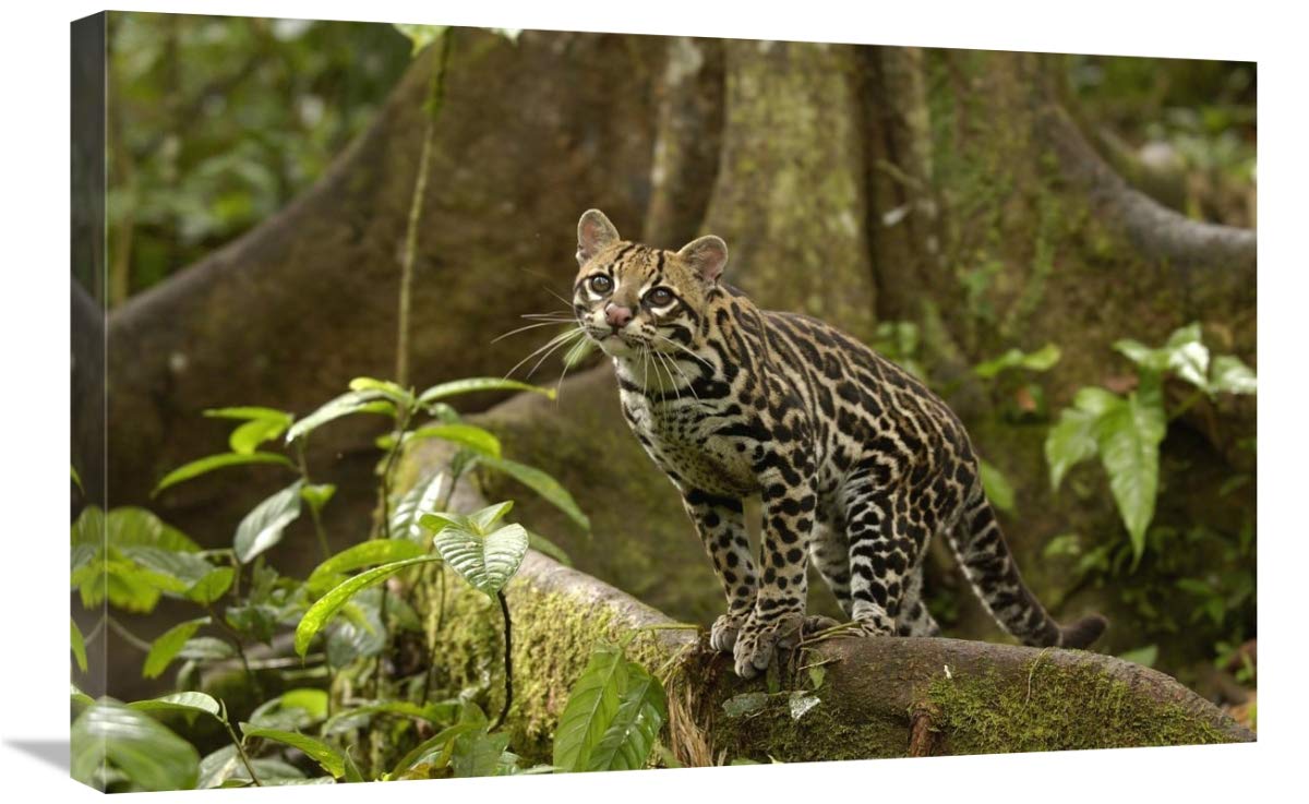 Ocelot standing on buttress root,  Amazon rainforest, Ecuador-Canvas Art-30x20”