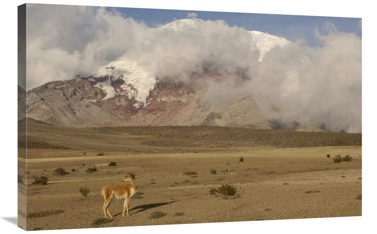 Vicuna standing beneath Mt Chimborazo, Andes Mountains, South America-Canvas Art-36x24”