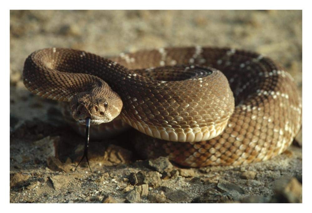 Red Rattlesnake, Baja California, Mexico-Paper Art-32x22”