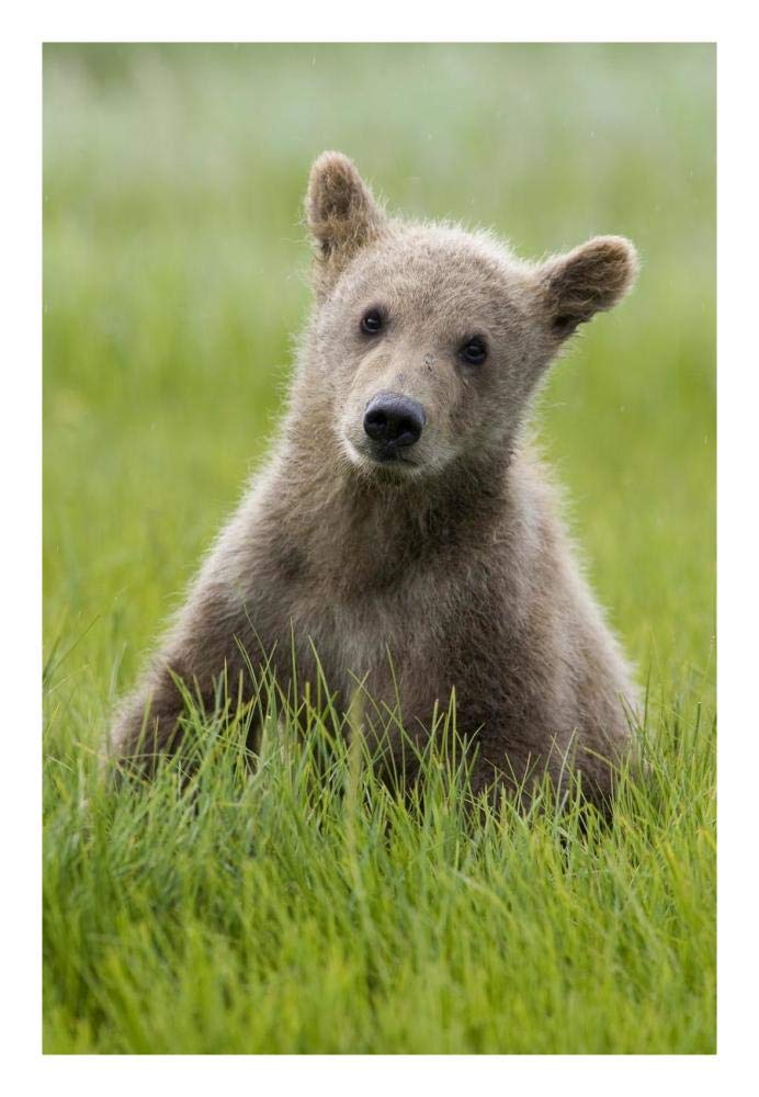 Grizzly Bear yearling cub among sedges, Katmai National Park, Alaska-Paper Art-18x26”