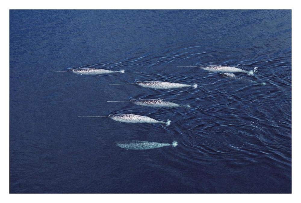 Narwhal pod aerial, Lancaster Sound, Canada-Paper Art-32x22”