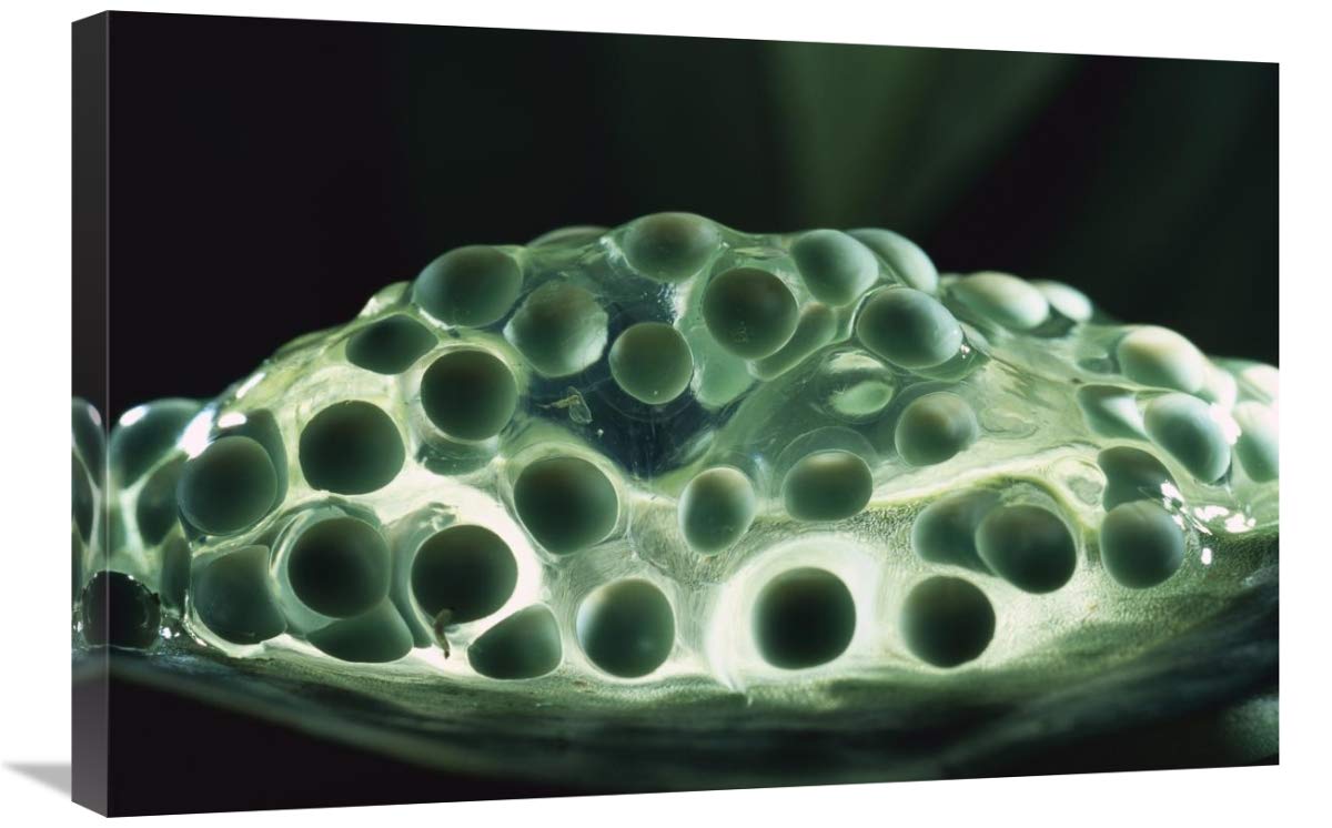 Red-eyed Tree Frog eggs-Canvas Art-30x20”