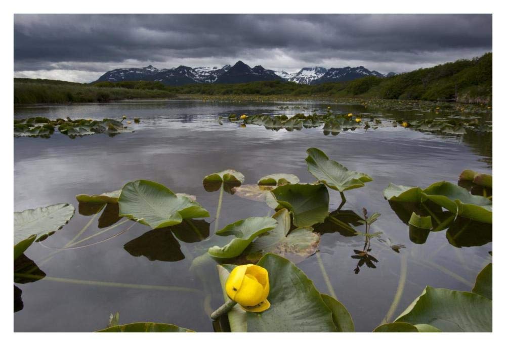 European Yellow Pondlily on pond with overcast sky, Katmai National Park, Alaska-Paper Art-38x26”