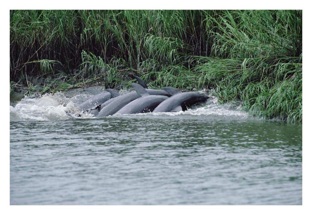 Bottlenose Dolphins catching fish on mud banks, Hilton Head, South Carolina-Paper Art-32x22”