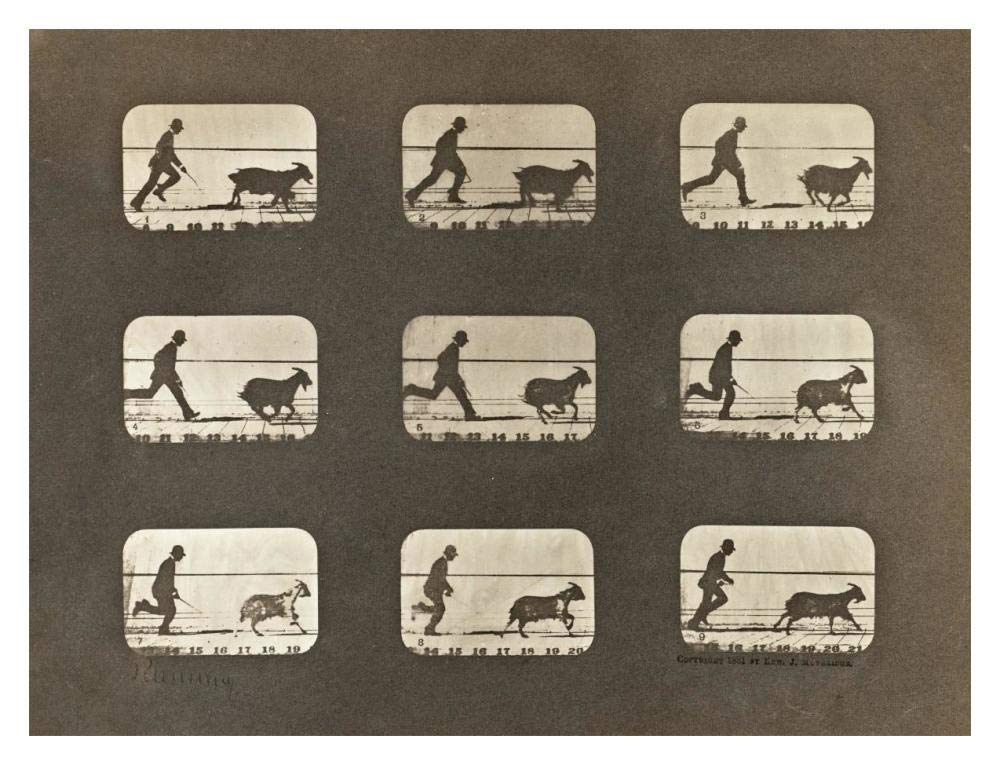 Motion Study: Man Chasing A Goat-Paper Art-18x14”