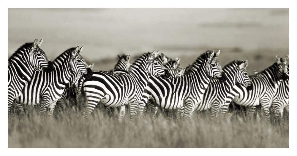 Grants zebra, Masai Mara, Kenya-Paper Art-38x20”