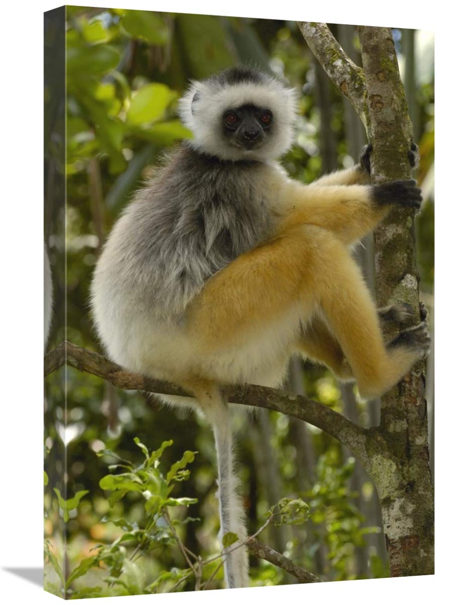 Diademed Sifaka , Mantadia National Park, Madagascar-Canvas Art-16x24”