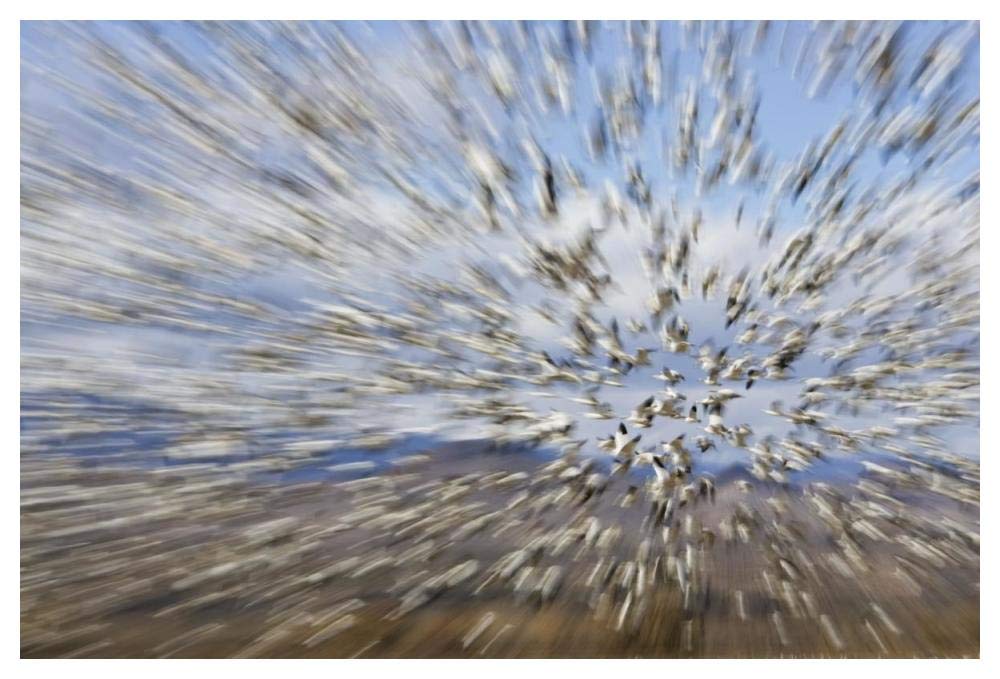 Snow Goose massive flock flying, Bosque del Apache National Wildlife Refuge, New Mexico-Paper Art-50x34”