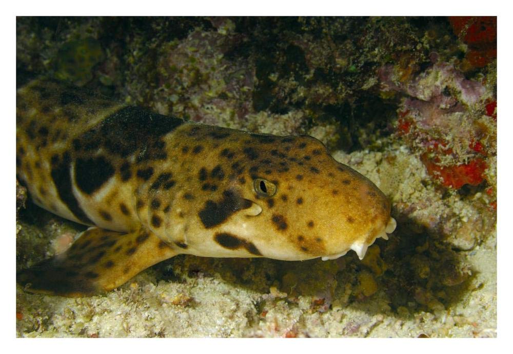 Epaulette Shark portrait underwater-Paper Art-32x22”