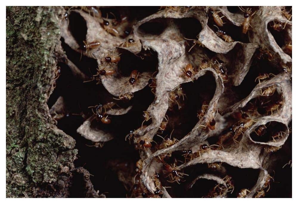 Nasute Termite nest reveals soldiers with dart-gun heads, Amazonian Peru-Paper Art-50x34”