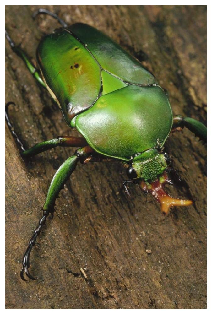 June Beetle portrait, Reserve De Campo, Cameroon-Paper Art-42x62”