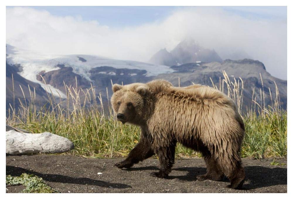 Grizzly Bear yearling, Katmai National Park, Alaska-Paper Art-50x34”