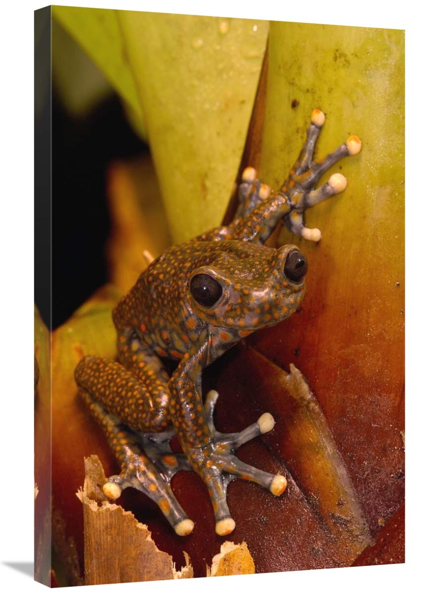 Strawberry Tree Frog male in cloud forest, Carchi Province, Ecuador-Canvas Art-20x30”