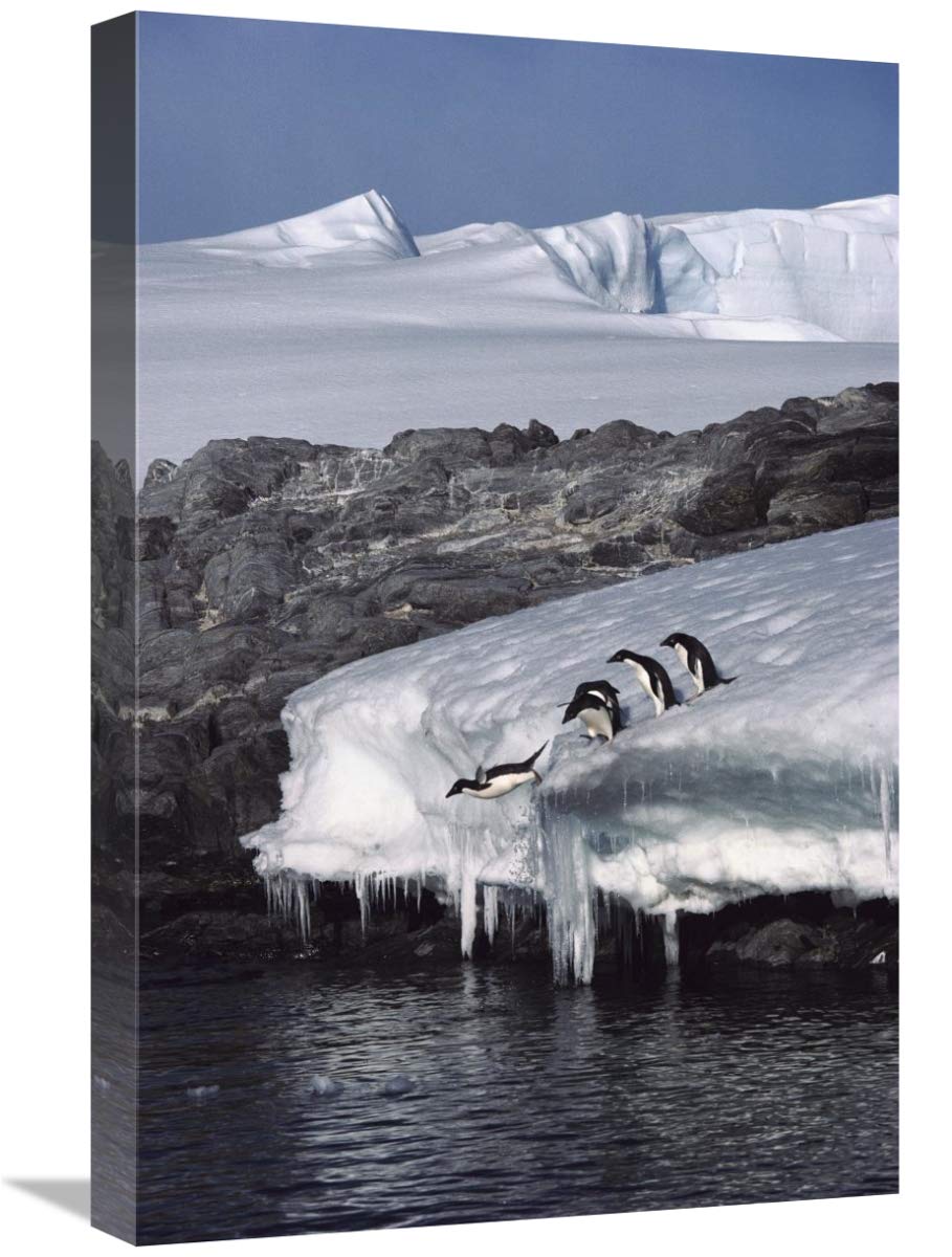 Five Adelie Penguins diving from ice edge into water, Point Martin, Antarctica-Canvas Art-16x24”
