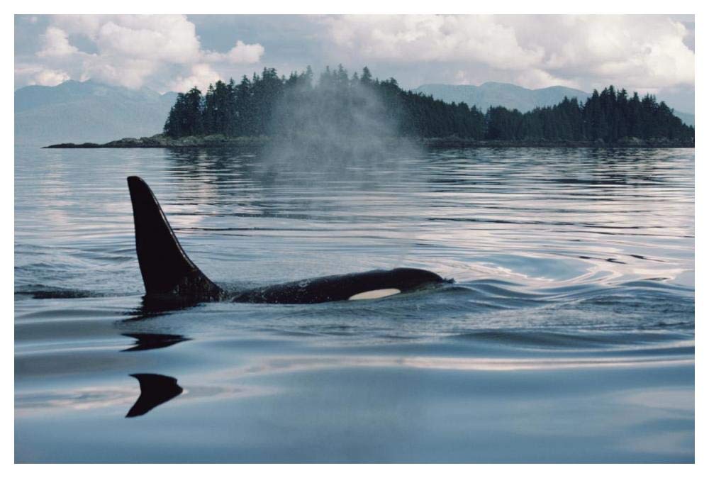 Orca surfacing, Johnstone Strait, British Columbia, Canada-Paper Art-50x34”