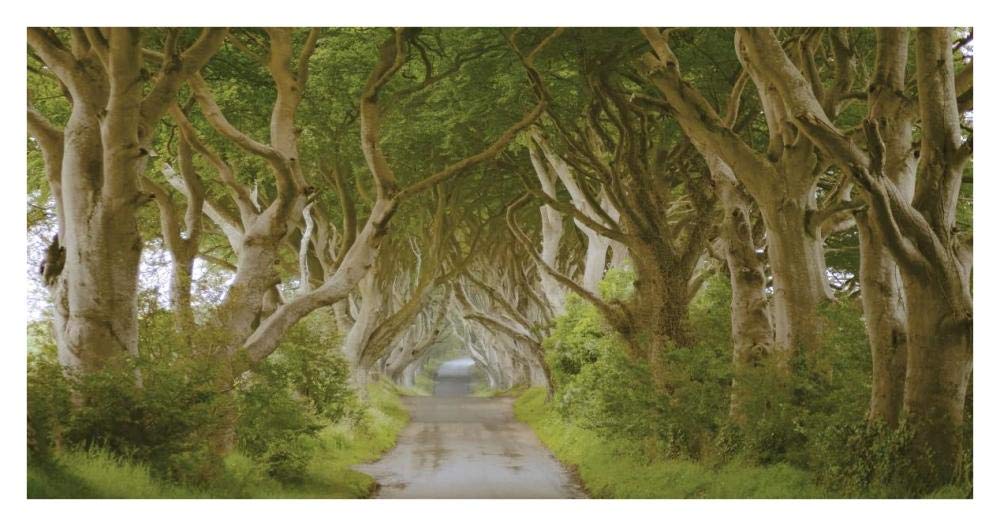 The Dark Hedges, Ireland-Paper Art-38x20”