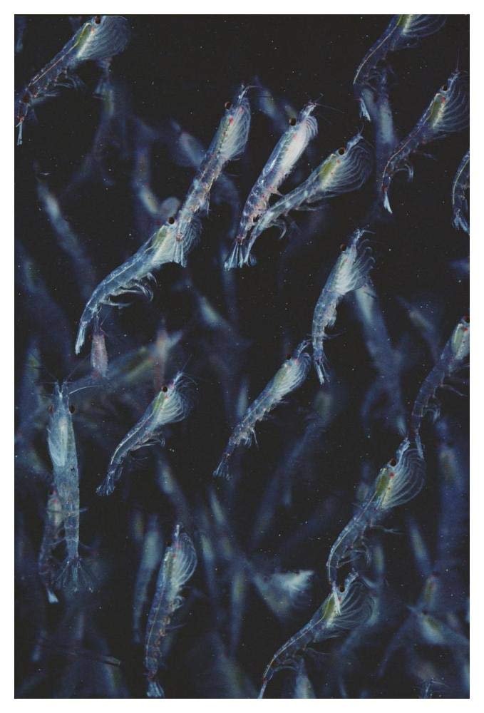 Antarctic Krill schooling underwater, Antarctica-Paper Art-34x50”