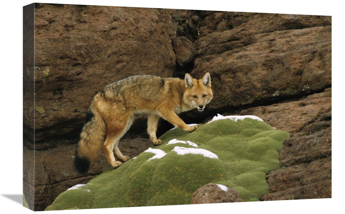 Andean Red Fox altiplano, Bolivia-Canvas Art-24x16”