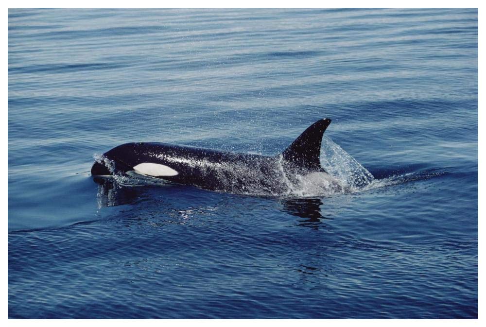 Orca surfacing, Johnstone Strait, British Columbia, Canada-Paper Art-62x42”