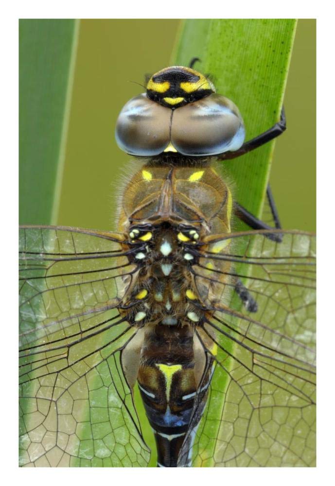 Migrant Hawker Dragonfly, Belgium-Paper Art-18x26”