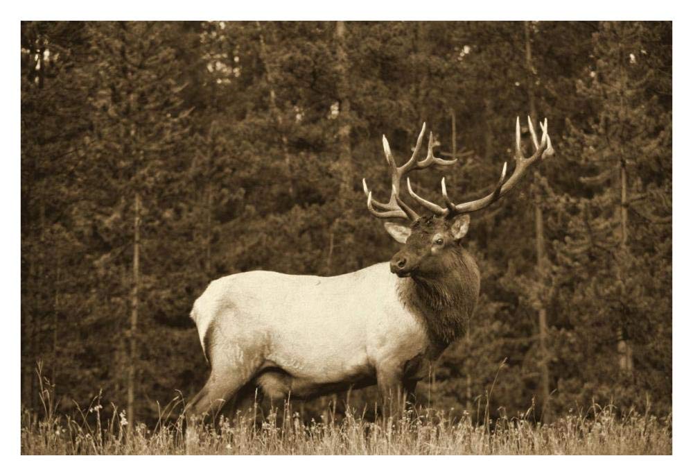 Elk or Wapiti male portrait, North America - Sepia-Paper Art-34x26”