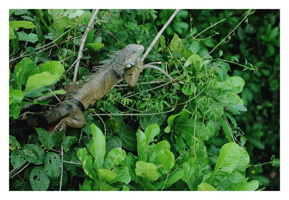 Green Iguana sunning on a branch in rainforest, Panama-Paper Art-32x22”
