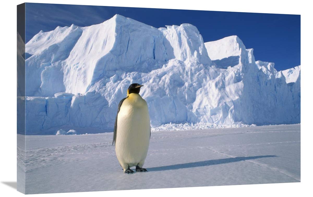 Emperor Penguin , Auster EP Rookery, Antarctica-Canvas Art-30x20”