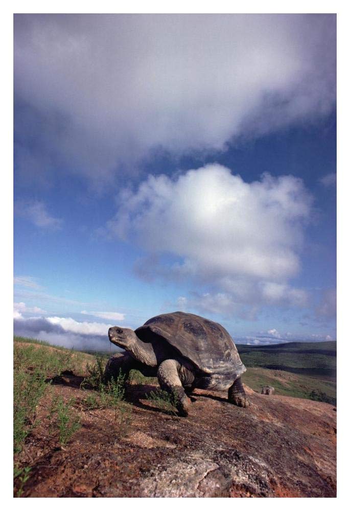 Galapagos Tortoise on caldera rim, Alcedo Volcano, Isabella Island, Galapagos Islands, Ecuador-Paper Art-14x20”