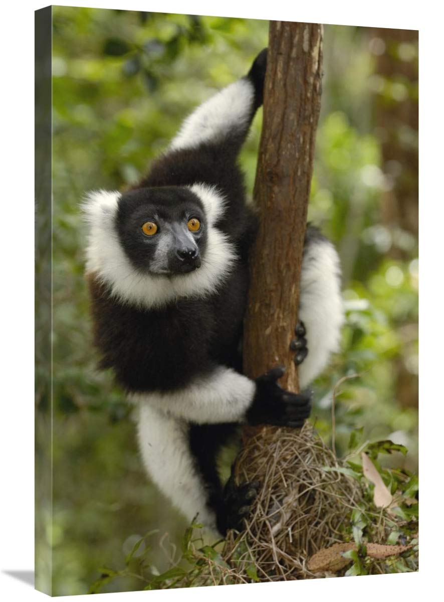 Black and White Ruffed Lemur in rainforest, Mantadia NP, Madagascar-Canvas Art-20x30”