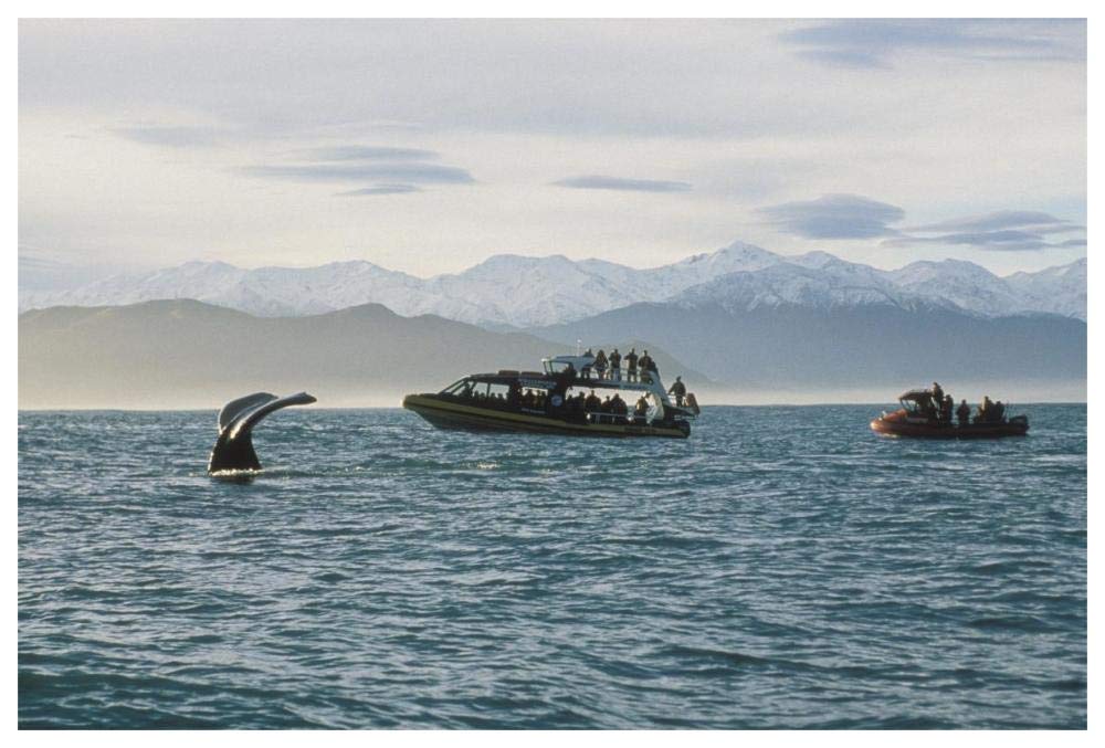 Sperm Whale fluke and tourists watching from boat, New Zealand-Paper Art-62x42”