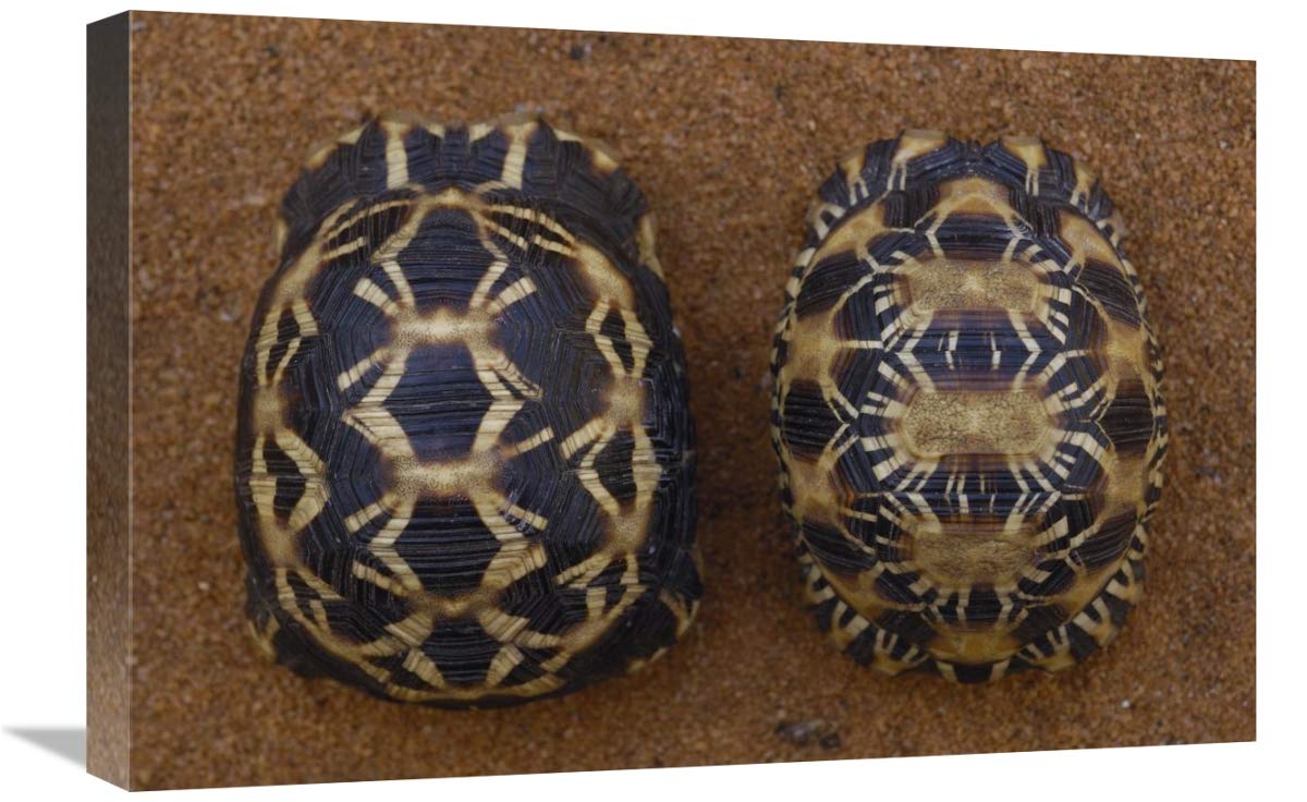 Spider Tortoise (left) and Radiated Tortoise (right), , Madagascar-Canvas Art-24x16”