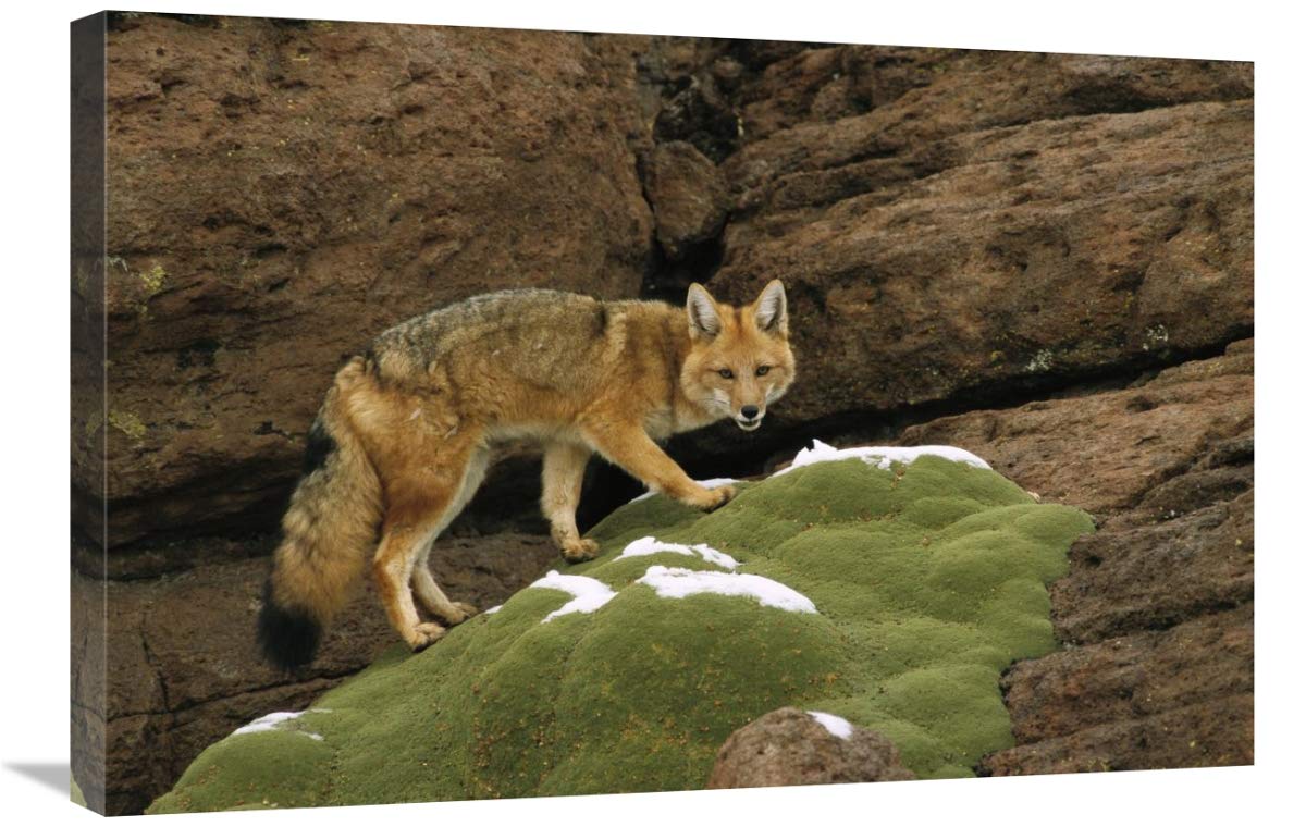 Andean Red Fox altiplano, Bolivia-Canvas Art-30x20”