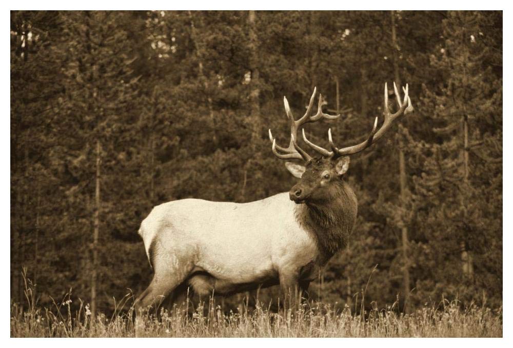 Elk or Wapiti male portrait, North America - Sepia-Paper Art-50x38”