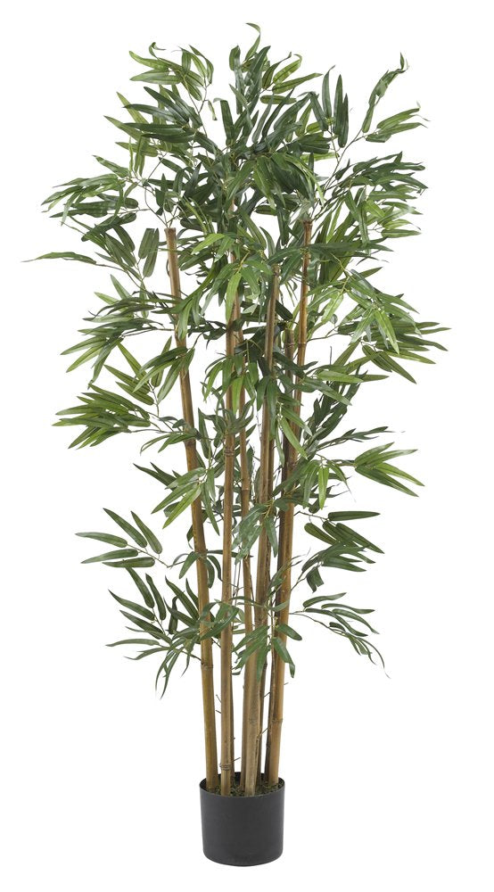 4 Multi Bambusa Bamboo Silk Tree