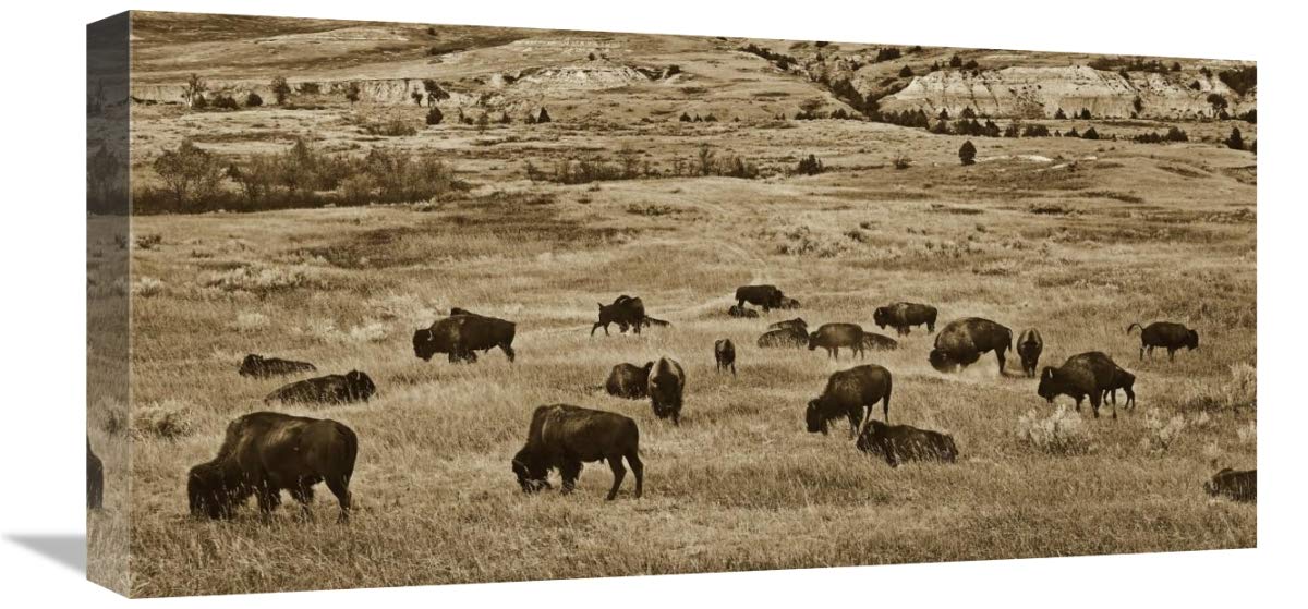 American Bison herd grazing on shortgrass prairie, Theodore Roosevelt National Park, North Dakota - Custom Crop 2:1-Canvas Art-24x12”