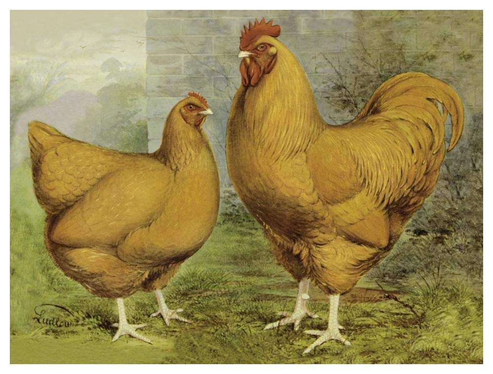Chickens: Buff Orpingtons-Paper Art-50x38”
