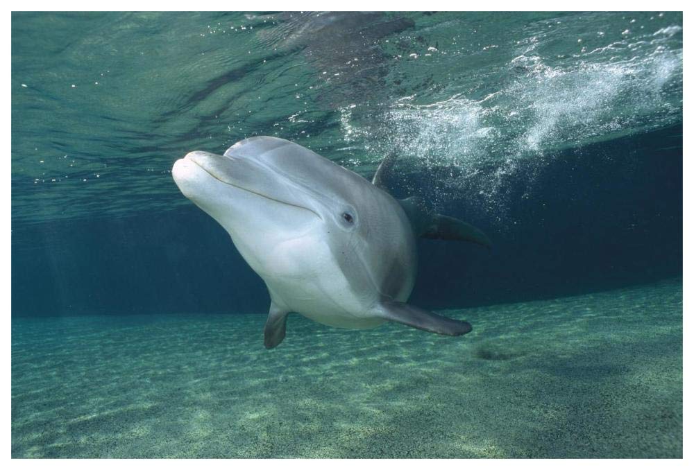 Bottlenose Dolphin, Hawaii-Paper Art-62x42”