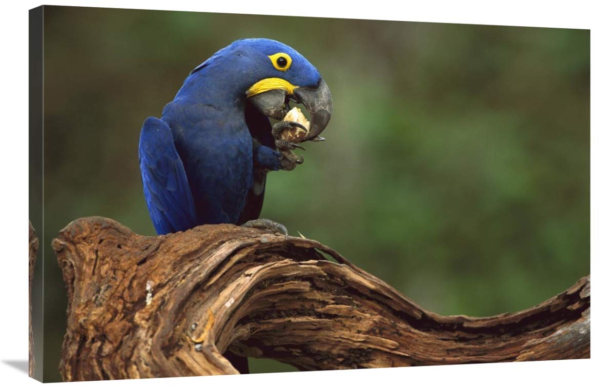 Hyacinth Macaw eating Piassava Palm nuts, Cerrado, Brazil-Canvas Art-36x24”