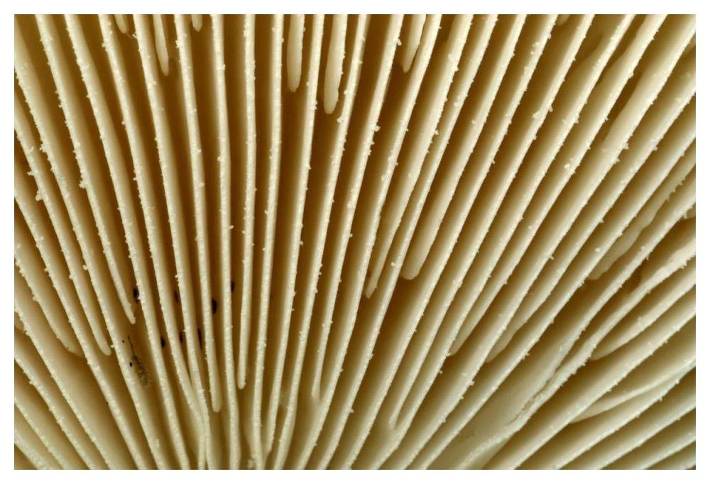 Citron Amanita mushroom detail, Belgium-Paper Art-50x34”