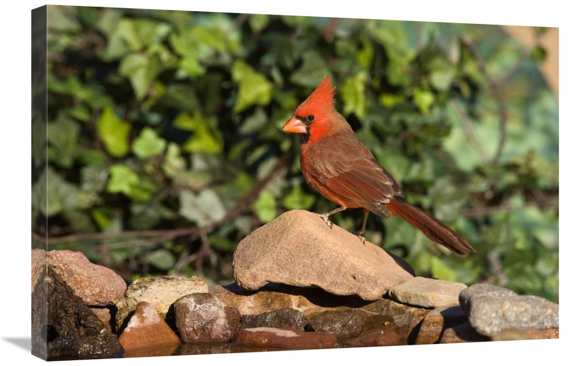 Northern Cardinal male, Santa Rita Mountains, Arizona-Canvas Art-30x20”
