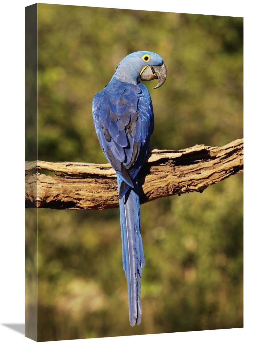 Hyacinth Macaw perched on branch, Cerrado habitat, Piaui State, Brazil-Canvas Art-16x24”