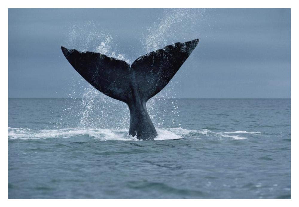 Southern Right Whale fluke, Argentina-Paper Art-20x14”