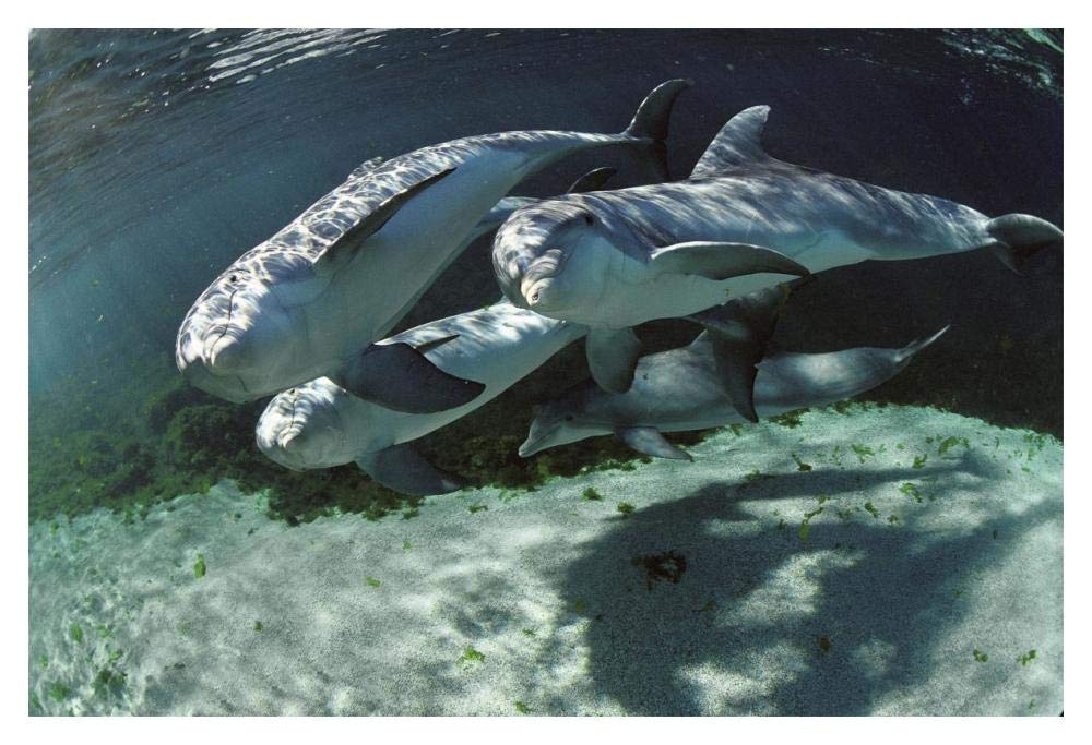 Bottlenose Dolphin quartet, Hawaii-Paper Art-20x14”