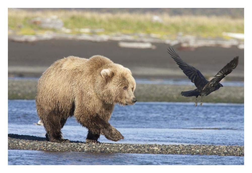 Grizzly Bear walking along water and scaring away Common Raven, Katmai National Park, Alaska-Paper Art-32x22”