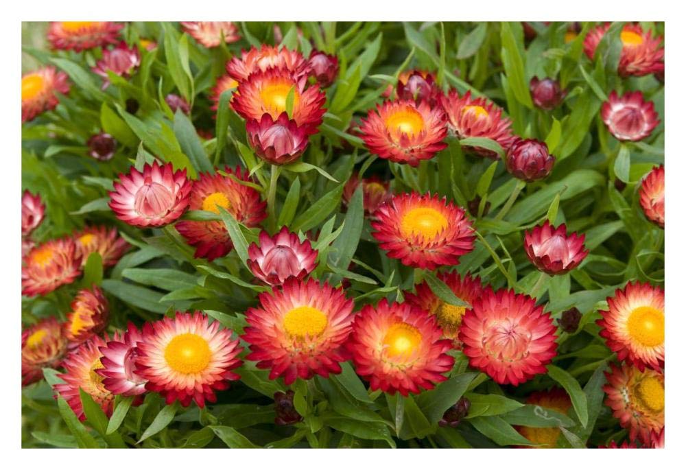 Strawflower red variety flowers-Paper Art-32x22”